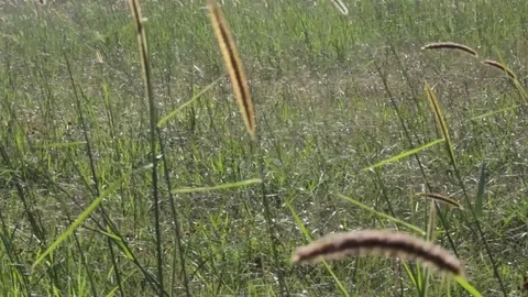 Putting on blurry glasses/lens over camera in field Stock Footage 83841189