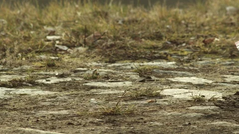 Putting cigarette butt into plastic bag, crime scene investigation, Stock Footage 123906158