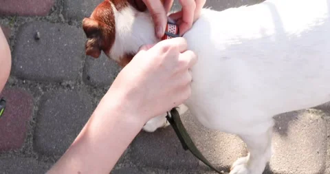 Putting a collar on a Jack Russell Terrier for a walk. Walking with pets Stock Footage 337646276