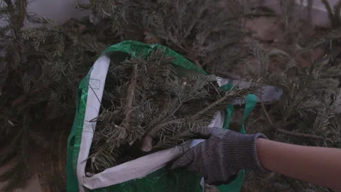 Putting cut Christmas tree branches into garbage bags for disposal Vídeo Stock 332907652