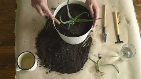 Putting dirt into pot with aloe vera Stock Footage