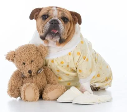 Putting the dog to bed Stock Photos