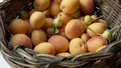 Putting down apricots in a basket Stock Footage 75869183