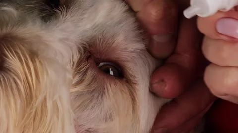 Putting eye drops in dog for conjunctivitis prevention and eye care Stock Footage 325518010