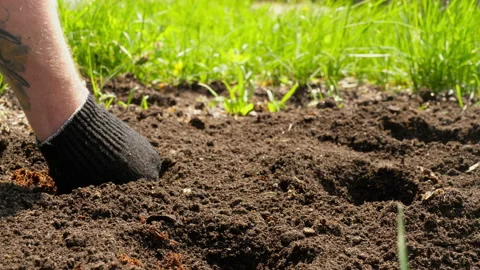 Putting fertilizer in the soil Stock Footage 158321644
