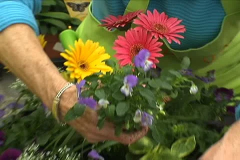 Putting Flower in Pot Stock Footage 10708767