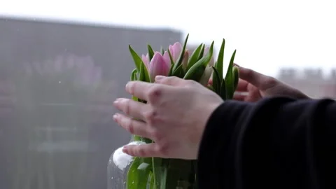 Putting flowers in the vase Video stock 233505761