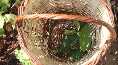 Putting Fresh Lemons in Basket Stock Footage 22083948