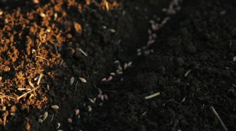 Putting grain into ground with human hands 動画素材 40243192