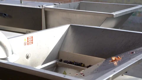 Putting the grapes of red wine in the destemmer, wine must Stock Footage 116655853