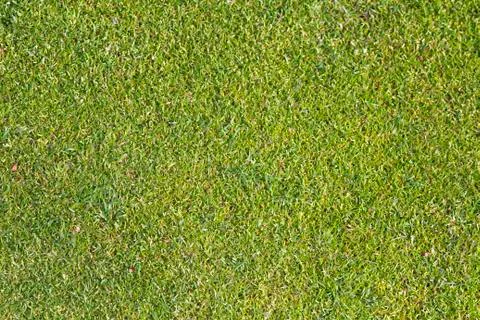 Putting Green Stock Photos