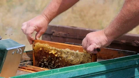 Putting the Honey Frame in the Beehive Stock Footage 134942225