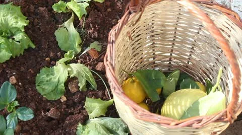 Putting Lemons in Basket 動画素材 22081567