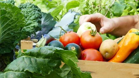 Putting mixed vegetables in crate with hand Stock Footage 67173681
