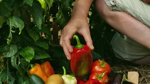 Putting mixed vegetables in crate with hand Stock Footage 67174693