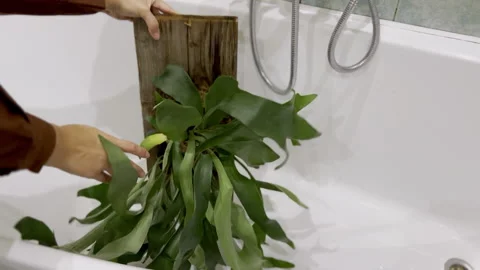 Putting the Mounted Platicerium Plant into the Bath for Watering Stock Footage 224270835