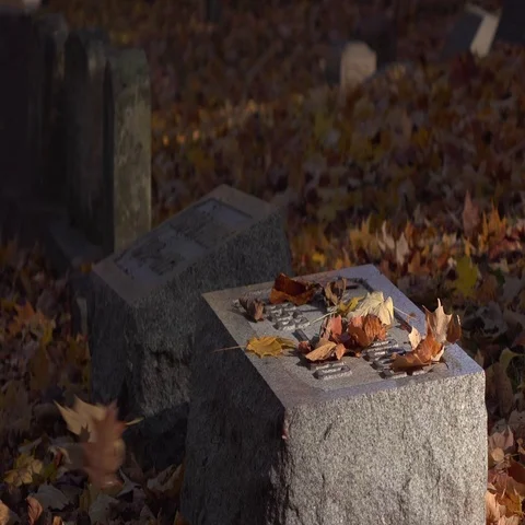 Putting pink flowers on gravestone in fall season 4k Stock Footage 69322762