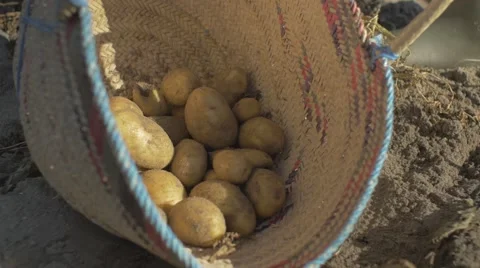 Putting potatoes in a basket Stock Footage 62450921