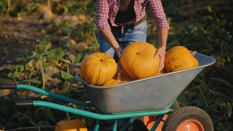 Putting pumpkin in a wheelbarrow Stock Footage 115760702