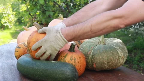 Putting pumpkins on the table Stock Footage 139040528