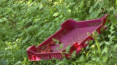 Putting raspberries in a red crate Stock-Footage 35582712