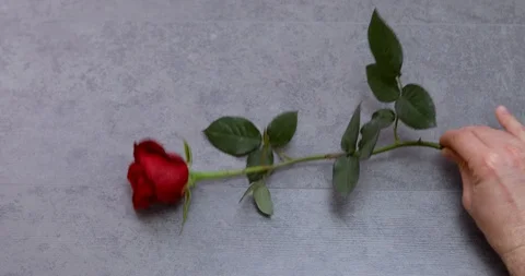 Putting Red Rose on Table Stock Footage 103492782