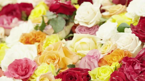 Putting Rose In Bouquet Stock Footage 49543938