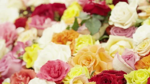 Putting Rose In Bouquet Stock Footage 49543977