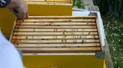 Putting the sacks Back in the hive Stock Footage 50869464