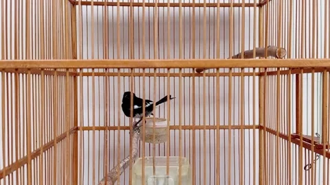 Putting a slice of bread into a white plate Stock Footage 146255120