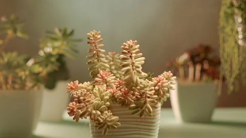 Putting a square pot with a pink succulent Sedum Aurora on a table Stock Footage 228575631