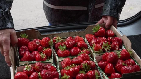 Putting Strawberries in the Car Stock Footage 313453074