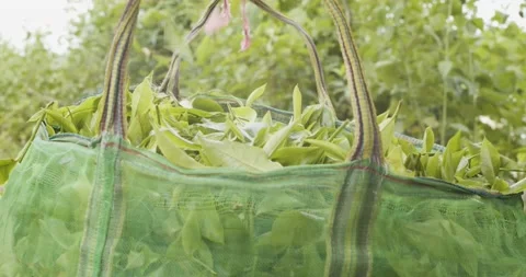 Putting tea leaves inside the tea bags. Video stock 133524268