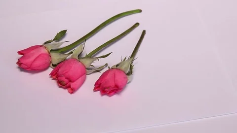 Putting Three Roses On White Paper Stock Footage 80026437