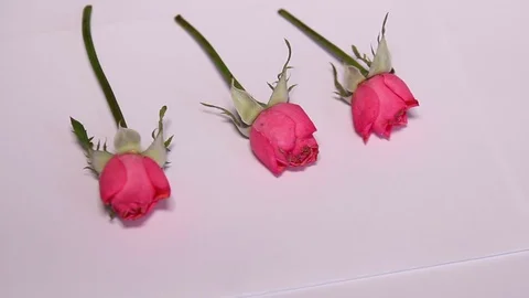 Putting Three Roses On White Paper, Close Up Stock Footage 80026623