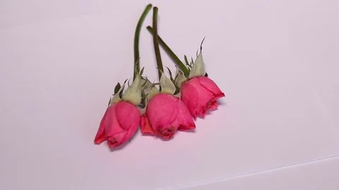 Putting Three Roses On White Paper 2 Stock Footage 80026694
