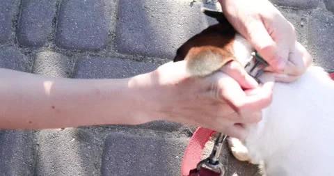 Putting a turquoise collar on a Jack Russell Terrier for a walk. Walking wit Stock Footage 337646279
