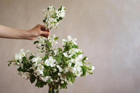 Putting a twig into bunch Stock Photos