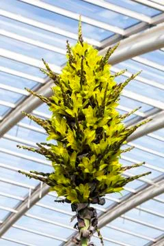 Puya chilensis 库存照片