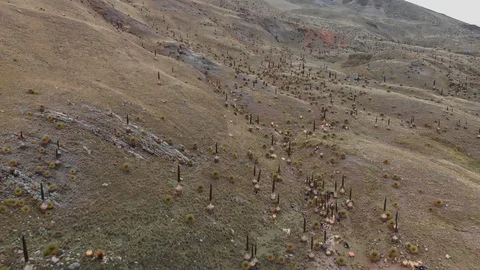 Puya Raimondi Peru Video stock 126991095