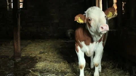 Puzzled young calf _1 Stock Footage 11148338