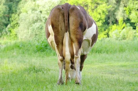 Puzzles in hands Stock Photos