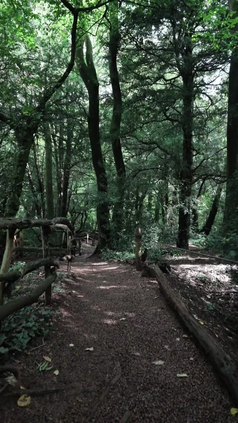Puzzlewood Forest Gravel Path with Rustic Wooden Fencing POV. vertical video Stock Footage 345645153