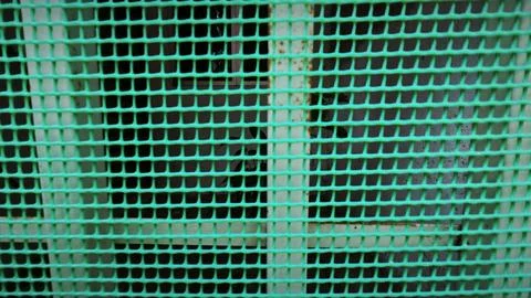 PVC Plastic net Foto stock