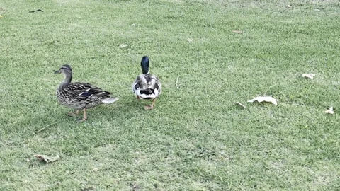 PXL Realistic video of a pair of ducks in the park Stock Footage 312849460