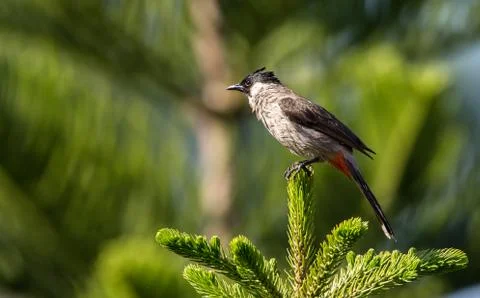 Pycnonotus aurigaster on the pine tree. Stock Photos