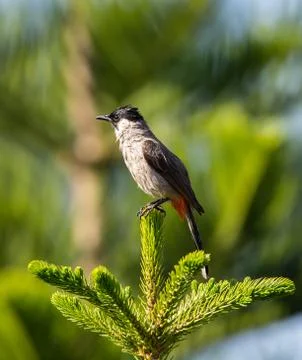 Pycnonotus aurigaster on the pine tree. Photos