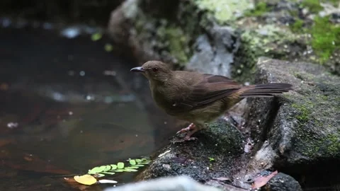 Pycnonotus brunneus drinking water Stock Footage 281167804