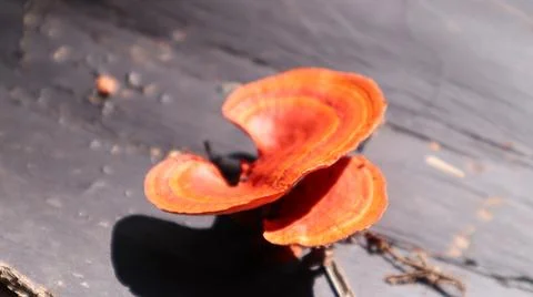 Pycnoporus cinnabarinus which grows on dead palm fronds Fotos Stock