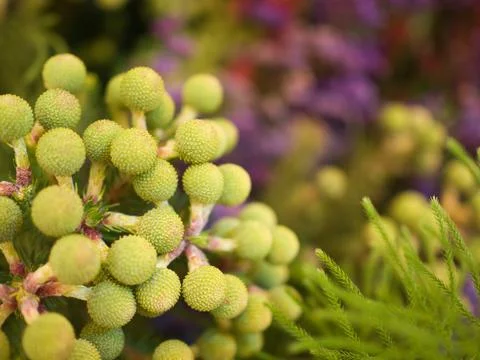 Pycnosorus globosus Billy Buttons Stock Photos